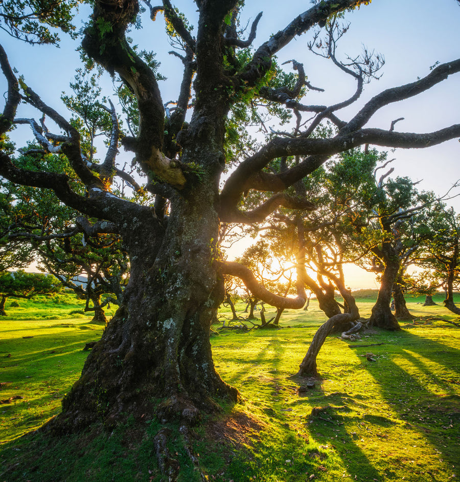Dynasty Dark Oak — Moodbild