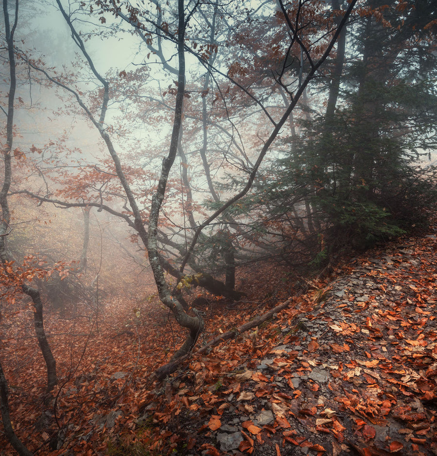 Abyss Natura — Moodbild