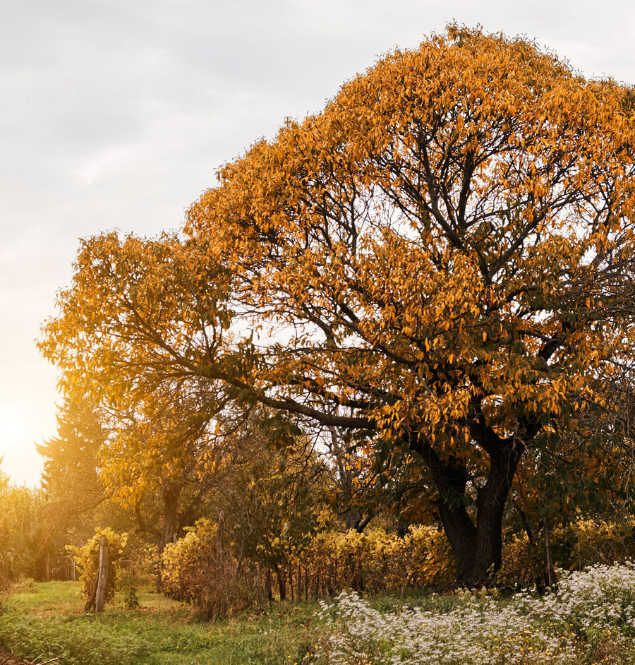 Pittsburgh Oak — Moodbild