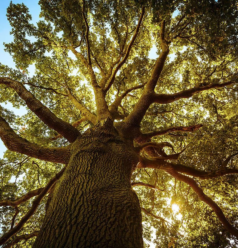 Honey Oak — Moodbild